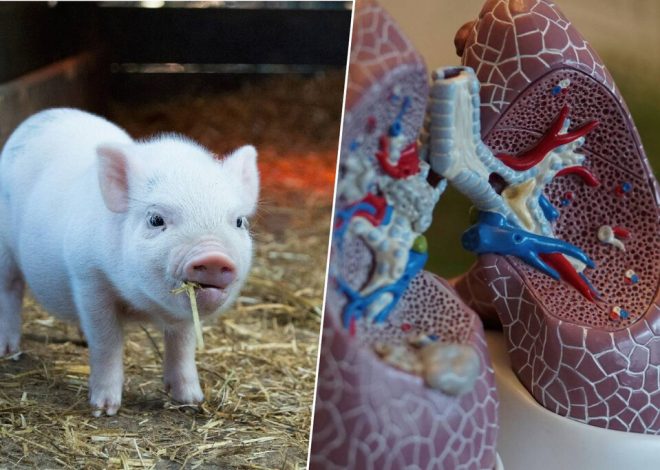 El primer ser humano con un pulmón de cerdo ya existe: es el inicio de una gran revolución en los trasplantes